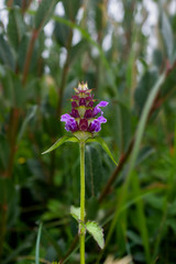 Single flower from the Heal All