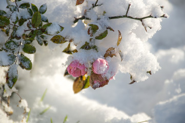 pink flower rose hip under snow