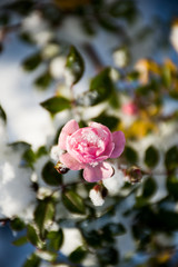 pink flower rose hip under snow
