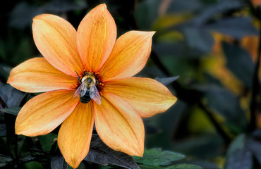 Obraz na płótnie Canvas Bee on Golden Flower