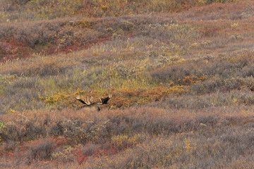 Alaska Yukon Bull Moose in Denali National Park in Autumn