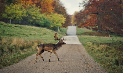 Deer on a path