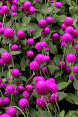 Fototapeta premium flowers in the garden