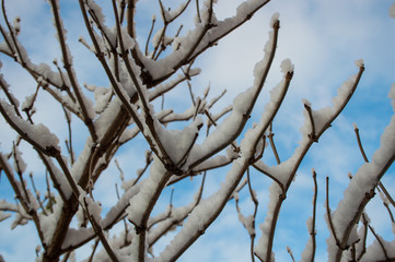 Fototapeta na wymiar branches of a tree under snow