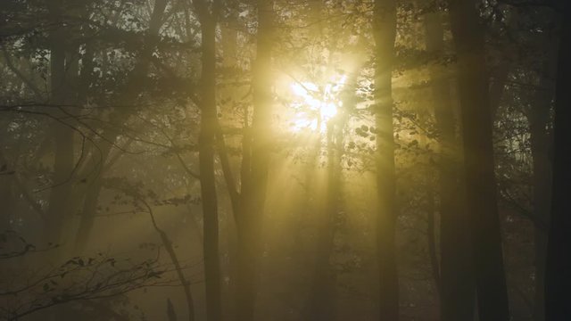 Sunset light rays inside foggy forest