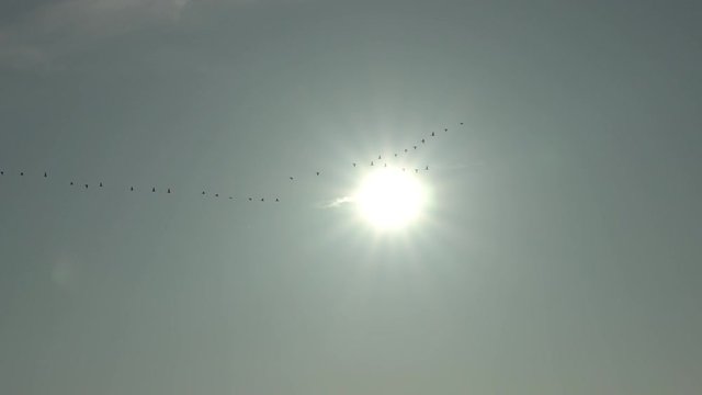 Flock of geese flying silhouetted in front of sun.mov