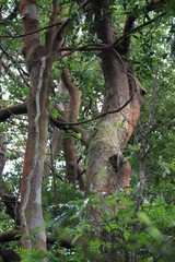 Ceiba speciosa