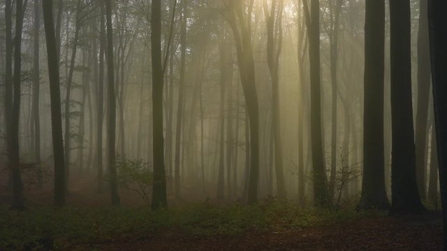 Sunset rays of light inside heavy fog forest during autumn. Creepy forest
