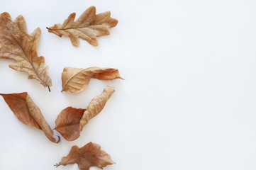 Various dry autumn leaves of oak and maple on a white background. Natural autumn background....