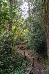 Fototapeta na wymiar Trilha em floresta tropical de altitude em Itatiaia