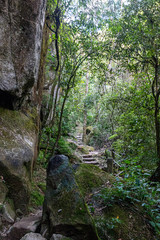Trilha em floresta tropical de altitude em Itatiaia
