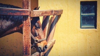 A profile view of a horse 
