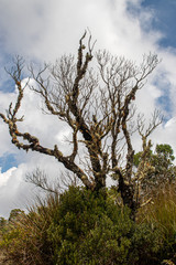 Árvore isolada ao por do sol