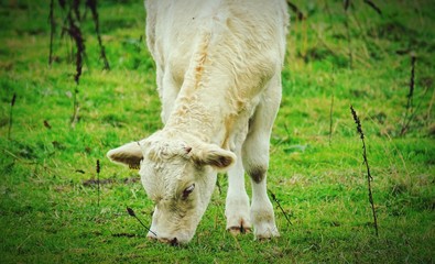Naklejka na ściany i meble cow in the field
