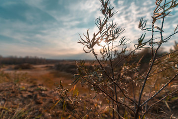 Trees covered with yellow and scarlet leaves on sunset background on hills. Autumn scene.