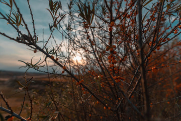 Trees covered with yellow and scarlet leaves on sunset background on hills. Autumn scene.