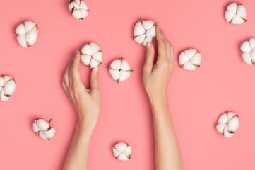 Creative composition with cotton. Hands of young woman holding white cotton flowers on pink background. Top view flat lay copy space. Cotton flowers. Lifestyle gentle background