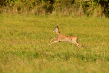 Roe deer running on the meadow in mating season