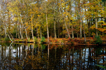 Herbstlicher See in Lüneburg, Deutschland