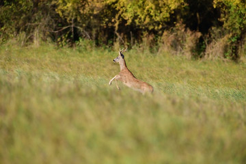 Roe deer running on the meadow in mating season