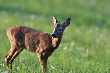 Fototapeta premium Portrait of roe deer´s head on the meadow