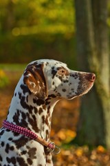 Portrait eines Dalmatiner Hundes im Herbst bei Sonnenschein Seitenansicht Rassehund