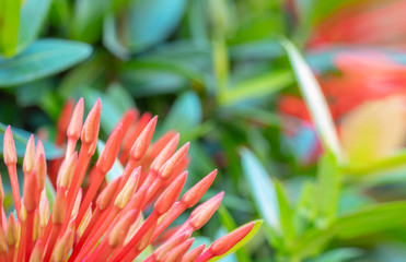 selective focus close up photo of red spike flower