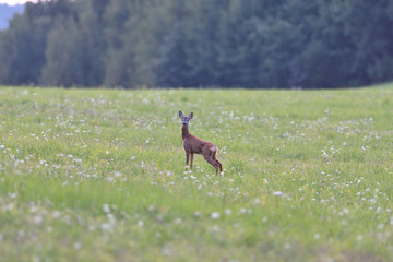 Roe deer walking on the meadow with green grass