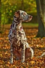 Ein Dalmatiner Hund sitzt im Herbst bei Sonnenschein im Herbstlaub Seitenansicht Rassehund