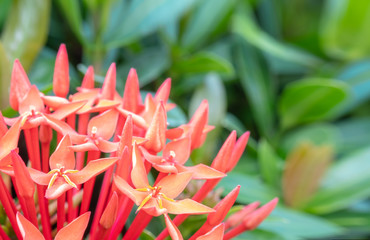 selective focus close up photo of red spike flower