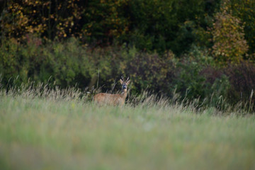 Naklejka na ściany i meble Roe deer walking on the meadow with green grass