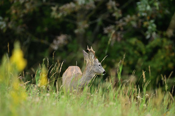 Portrait of roe deer´s head on the meadow