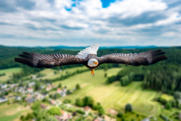 Fototapete bei efototapeten.de bestellen   