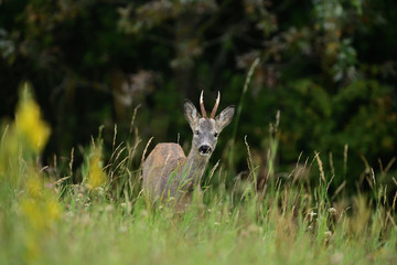 Portrait of roe deer´s head on the meadow