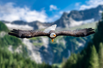 Adler fliegt mit ausgebreiteten Schwingen in großer Höhe an einem sonnigen Tag direkt auf den...