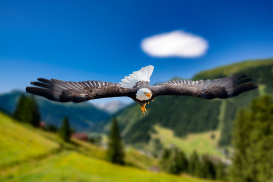 Adler fliegt mit ausgebreiteten Schwingen in großer Höhe an einem sonnigen Tag direkt auf den Fotografen und Betrachter zu.