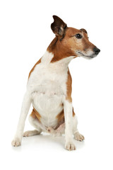 Studio shot of an adorable Jack Russell Terrier