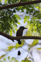 Motmot à sourcil bleus