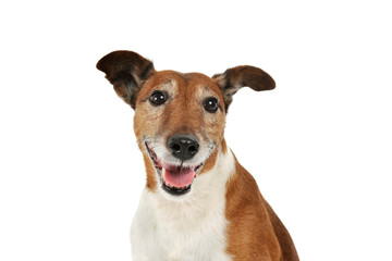 Portrait of an adorable Jack Russell Terrier