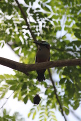 Motmot à sourcil bleus