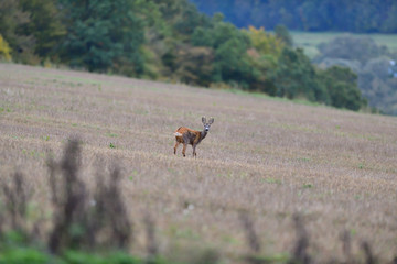 Roe deer walking on the meadow with green grass