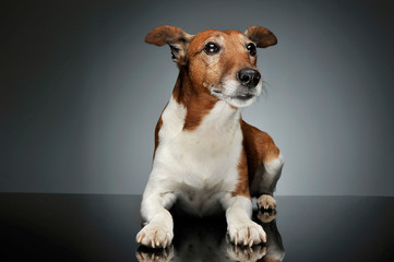 Studio shot of an adorable Jack Russell Terrier