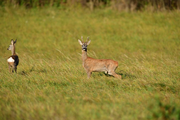Naklejka premium Roe deer and doe walking on the meadow with green grass