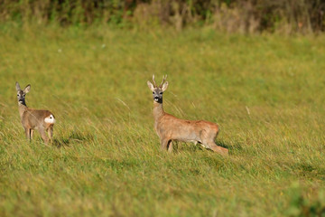 Naklejka na ściany i meble Roe deer and doe walking on the meadow with green grass
