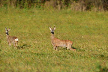 Naklejka premium Roe deer and doe walking on the meadow with green grass
