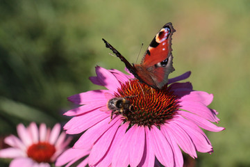 Blüte mit Schmetterling und Biene