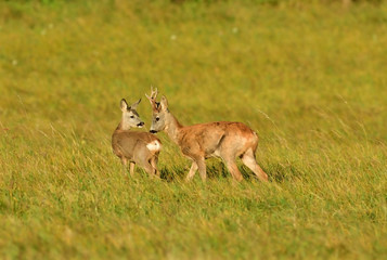 Roe deer and doe walking on the meadow with green grass