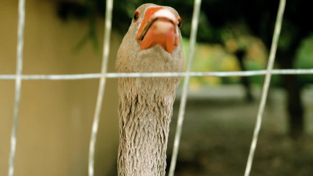 Farm animal. Close-up shot of a goose or gander behind a metal net. Greece. 4K