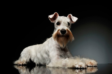 Studio shot of an adorable Schnauzer