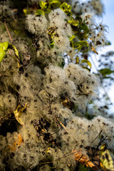 Herbstliche Blumen in Lüneburg, Deutschland